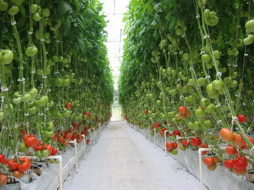 Agriculture Hydroponique