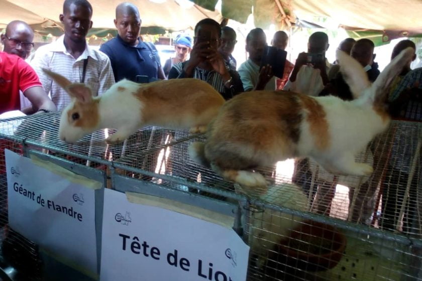 Formation Élevage de Lapins